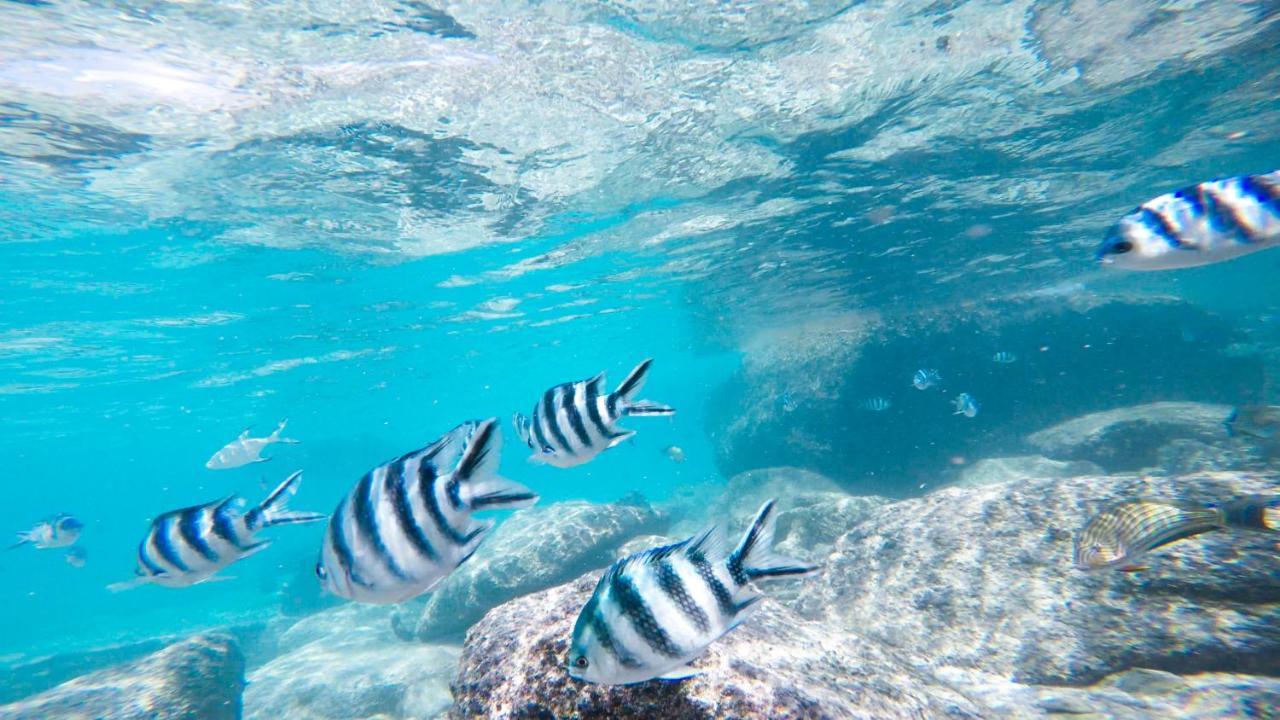 Cerf Island Resort Round Island Esterno foto